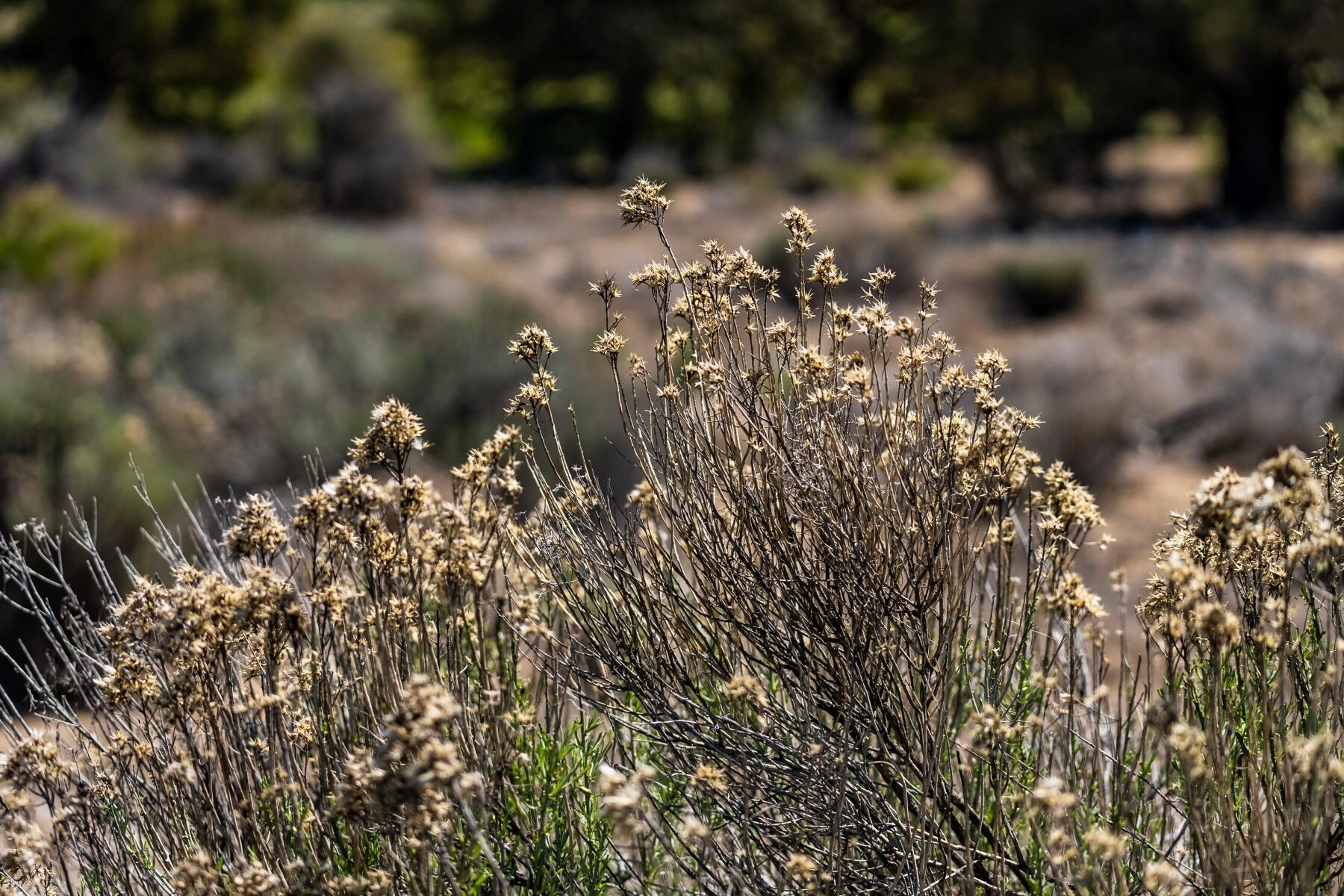 Pronghorn - Land