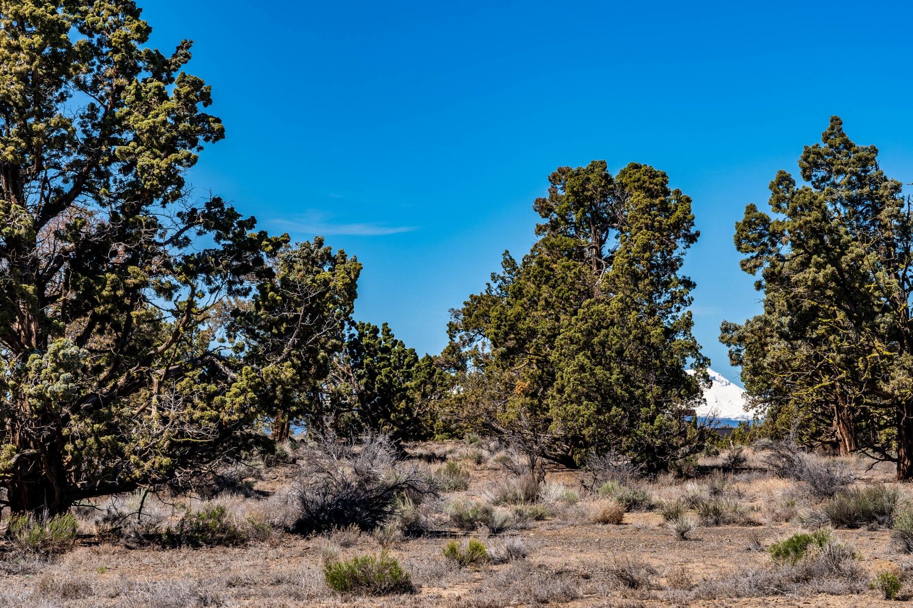 Pronghorn - Land
