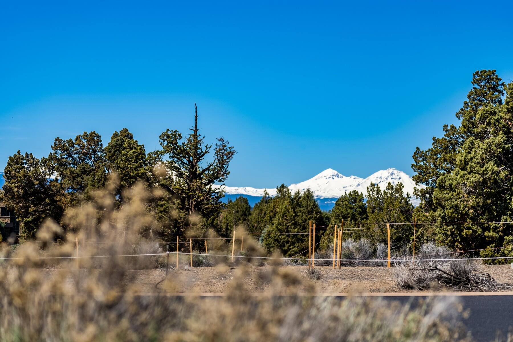 Pronghorn - Land