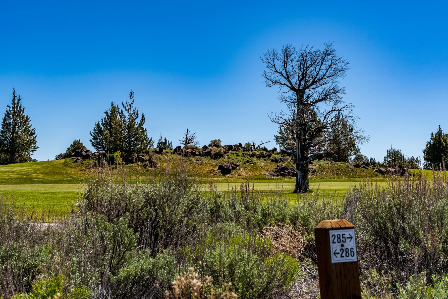 Pronghorn - Land