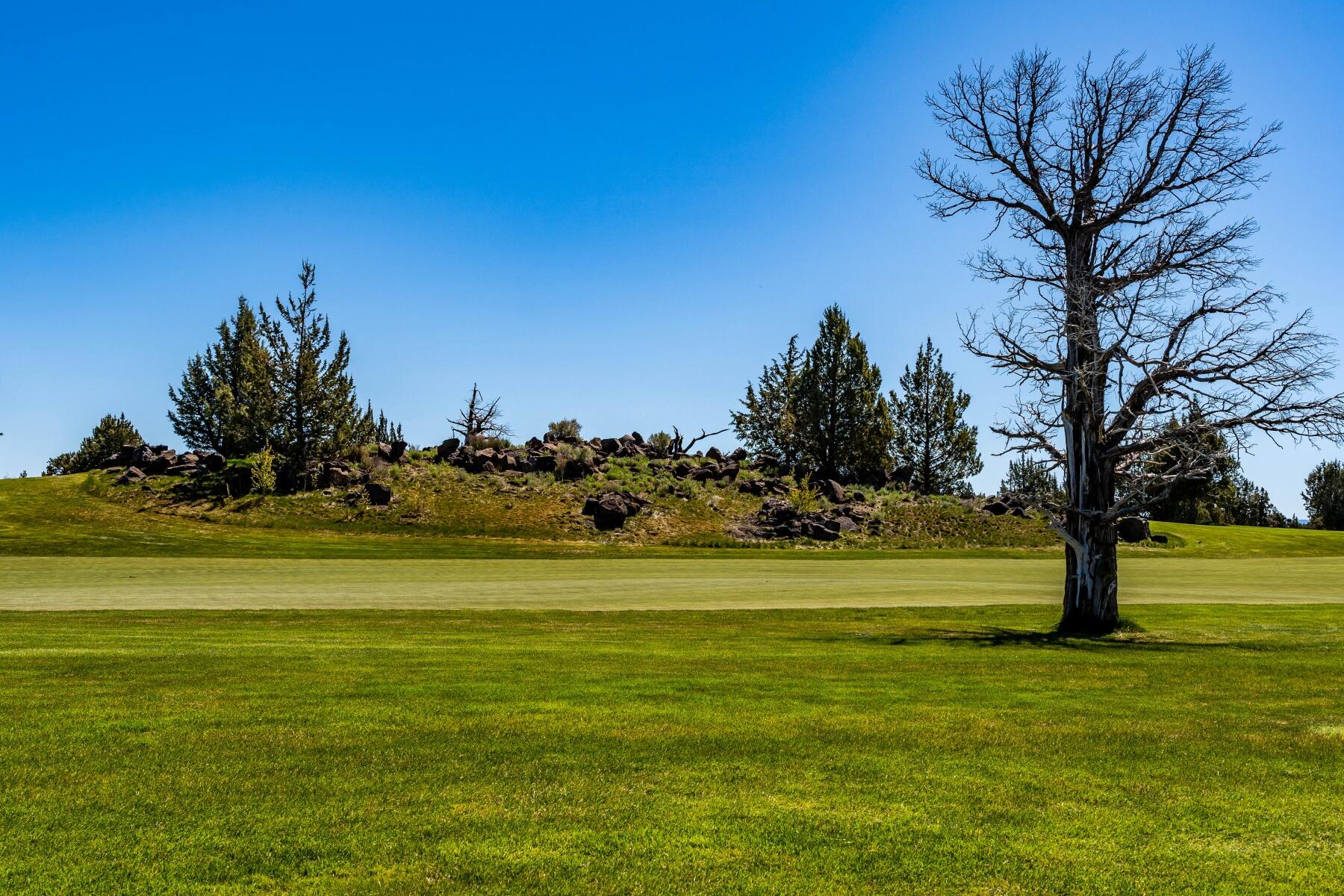 Pronghorn - Land