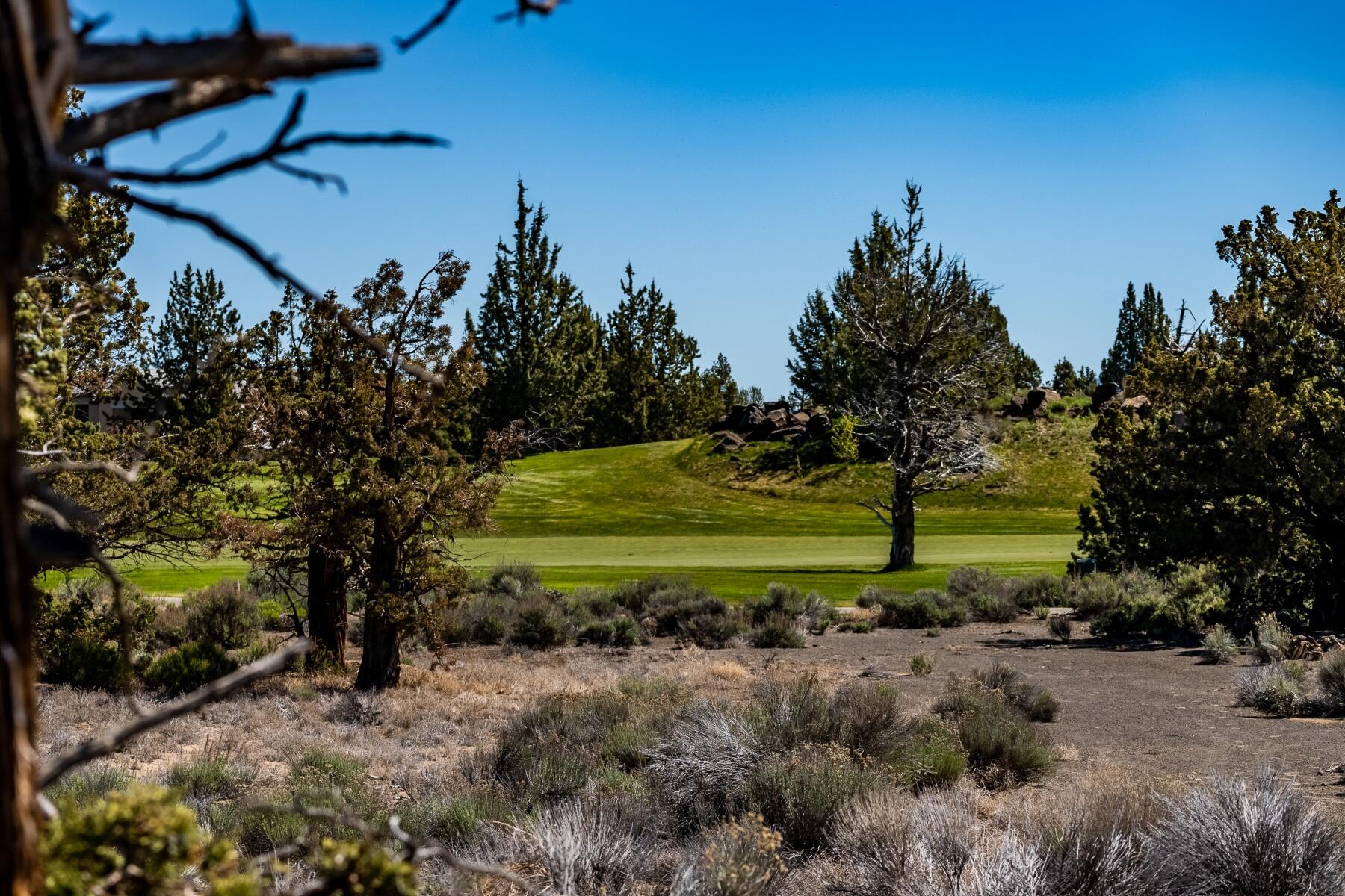 Pronghorn - Land