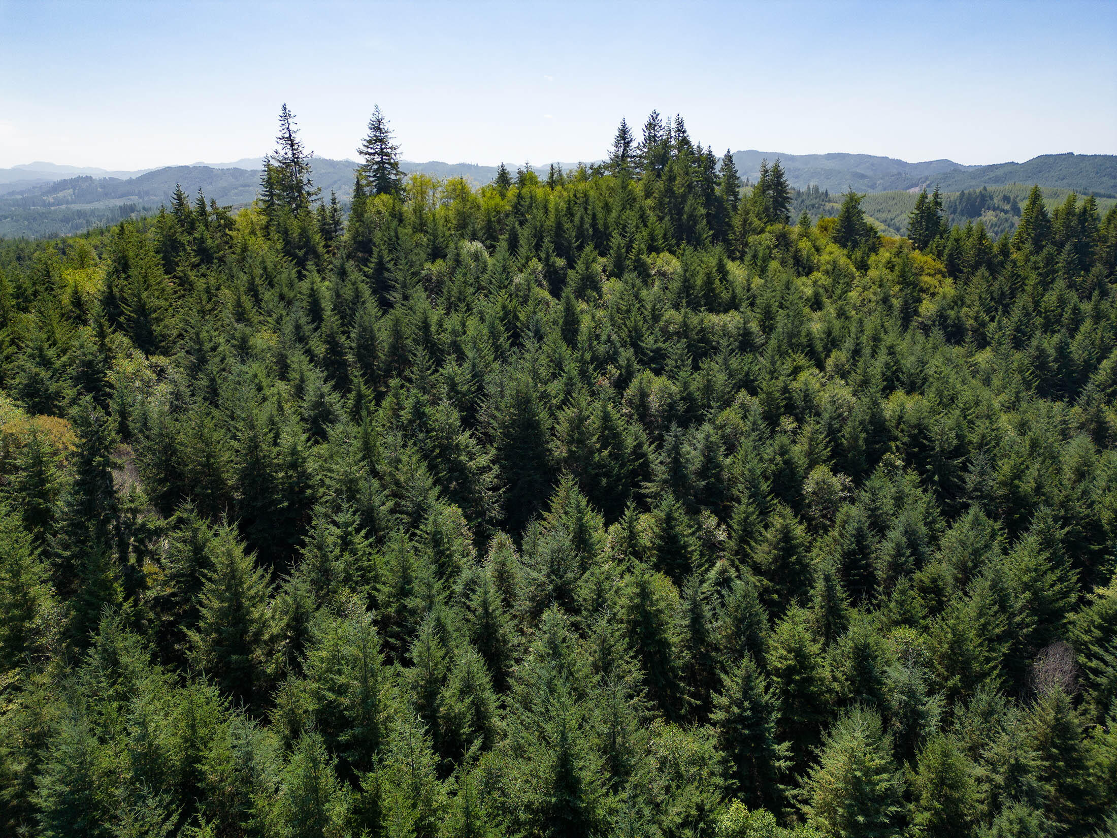 Upstream Timber and Cattle Ranch is 1,215.49± acres, consisting of excellent timber-growing ground holistically managed with grazing and hunting as tools to keep the timber production sustainable. Timber in the area will see growth rates as high as 10% per year. Upstream Timber and Cattle Ranch has cultivated and natural Douglas fir stands that are staggered in age, making trees you can harvest next year and on a schedule for years to come. Located in southwest Oregon's Coastal Mountain Range, this property has a topography beneficial to wildlife, livestock, and trees alike. The ranch provides excellent habitat for Roosevelt elk, boasting a resident herd of around 40 head, blacktail deer, black bear, cougar, turkey, doves, ruffed grouse, and quail. Trophy-class elk and deer have been harvested from this ranch! As an added benefit to timber production, the property's income potential can be increased and diversified by cattle grazing, which can assist in undergrowth management.