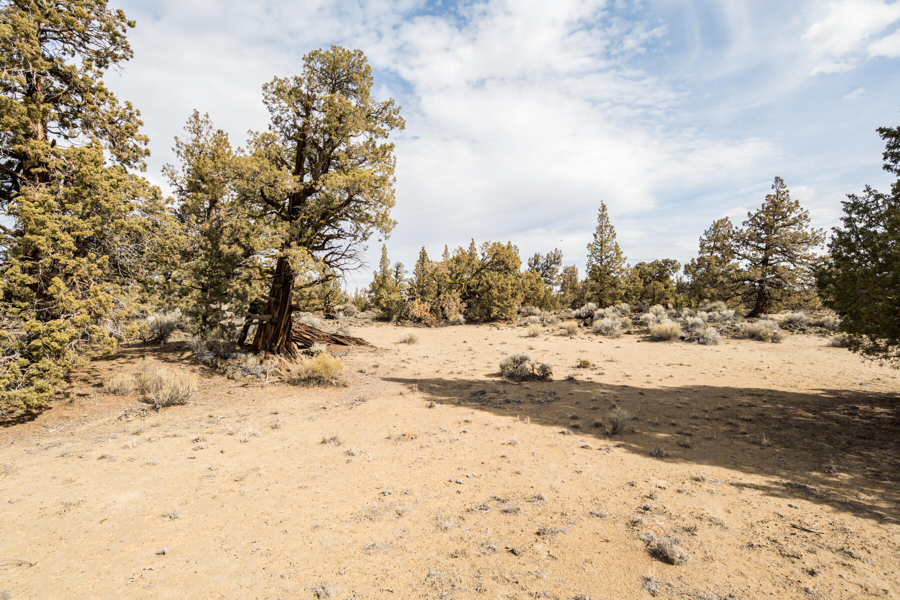 Pronghorn - Land