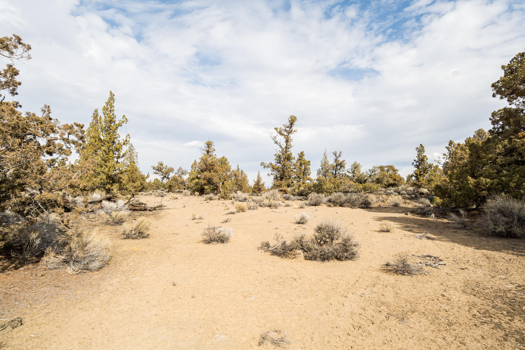 Pronghorn - Land