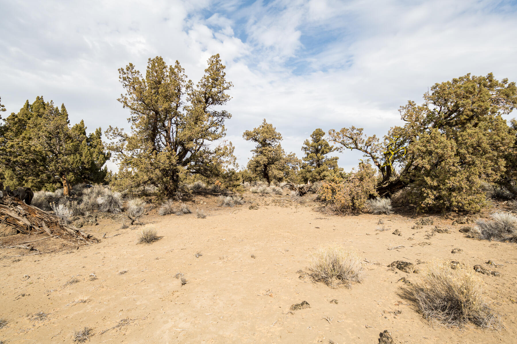 Pronghorn - Land