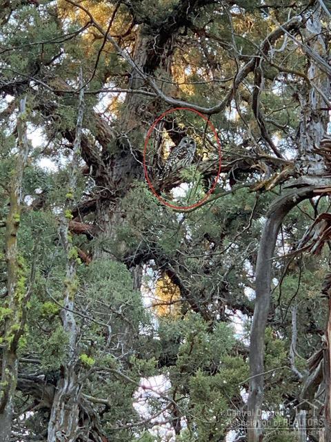 Whispering Pines - Land