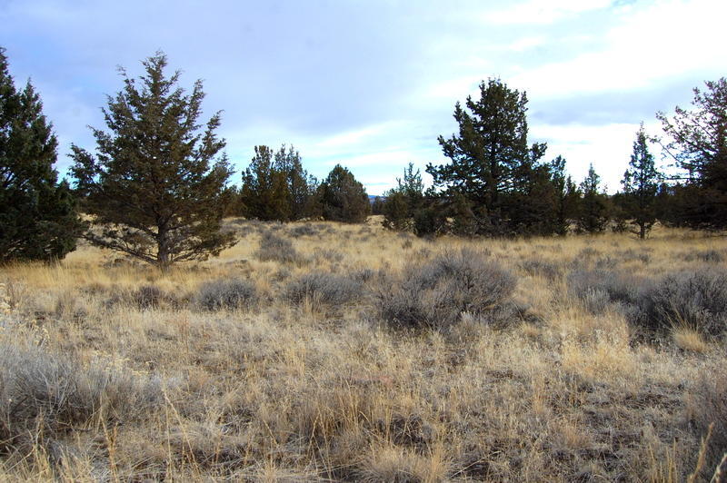Ochoco Land + Livest - Land
