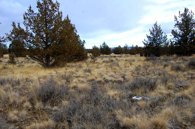 Ochoco Land + Livest - Land