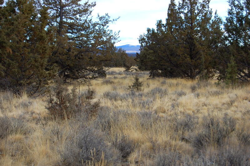 Ochoco Land + Livest - Land