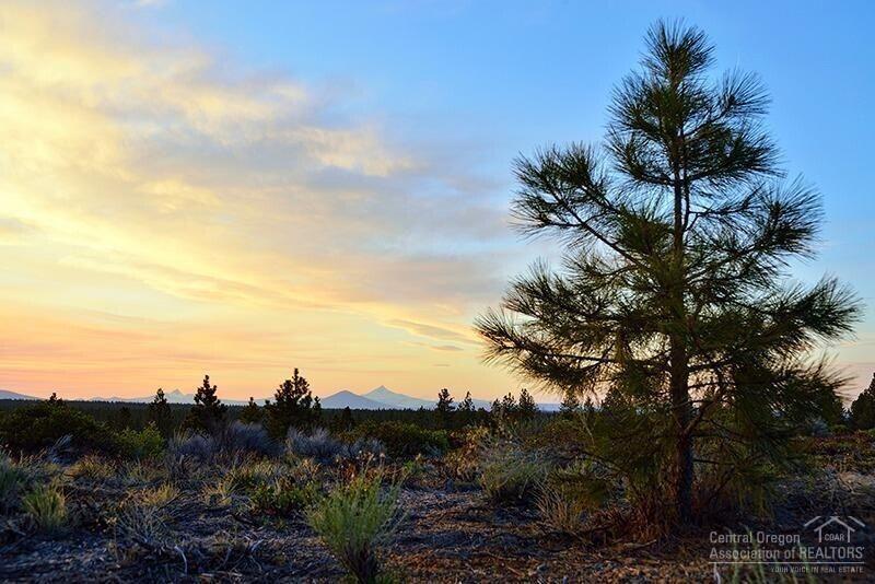Tree Farm - Land