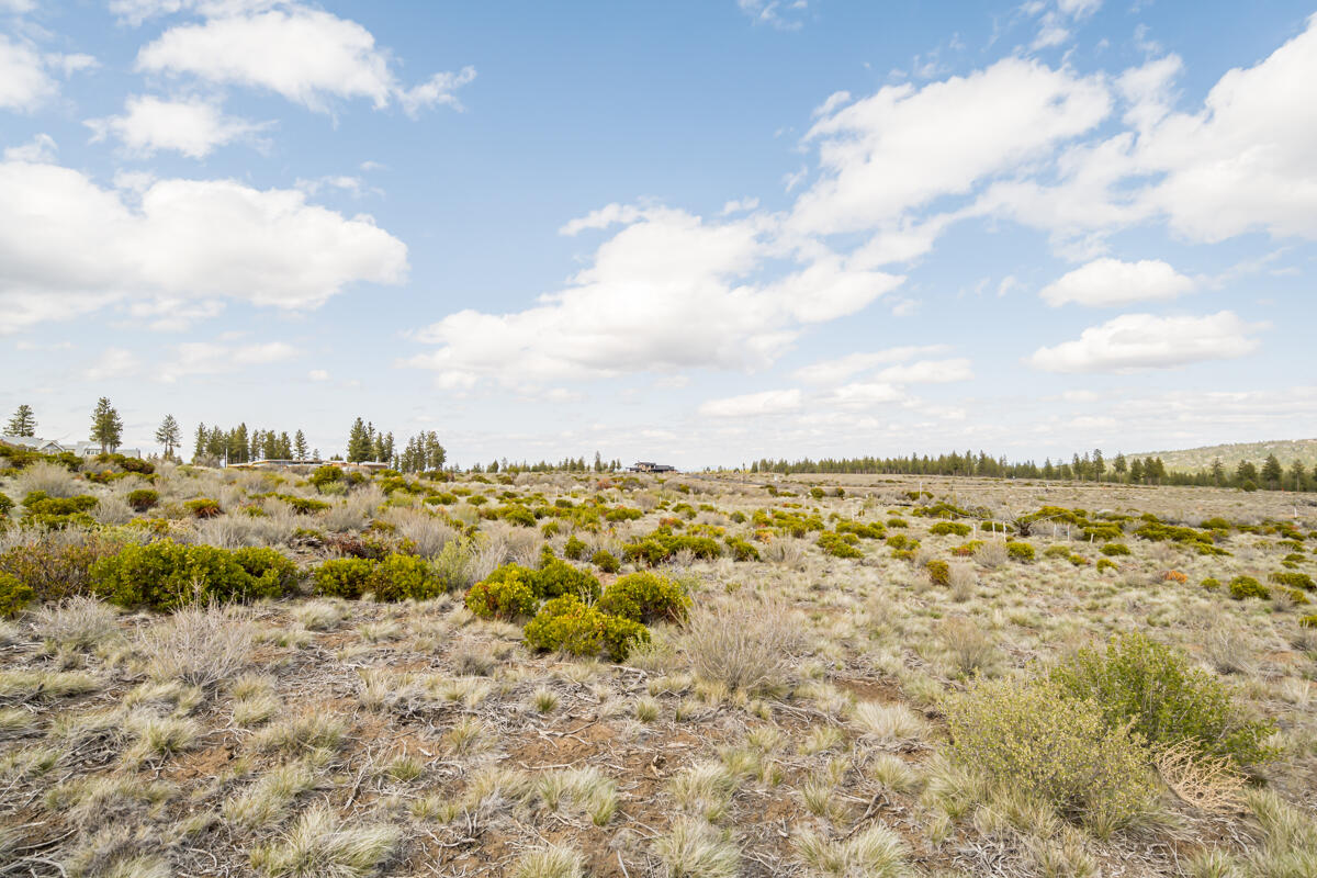 Tree Farm - Land