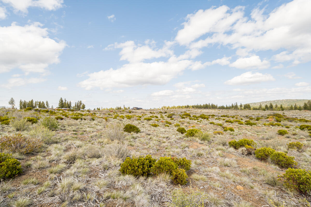 Tree Farm - Land