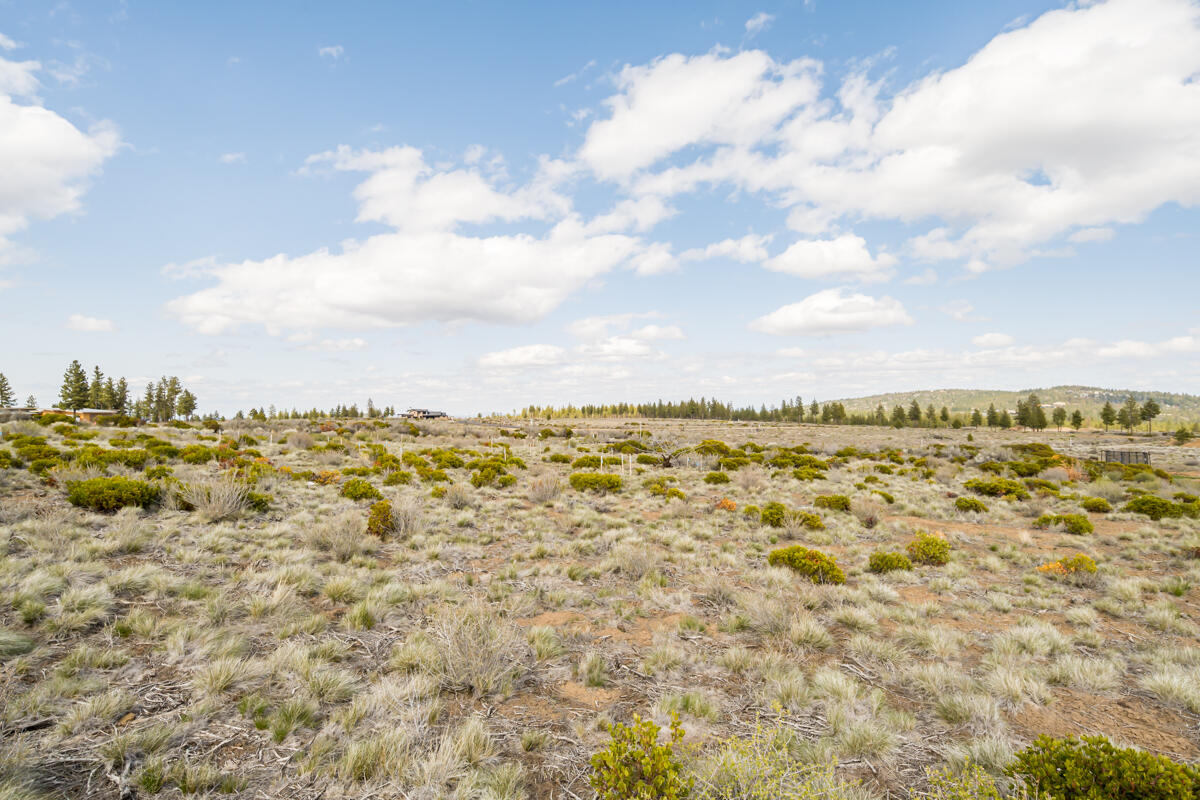 Tree Farm - Land