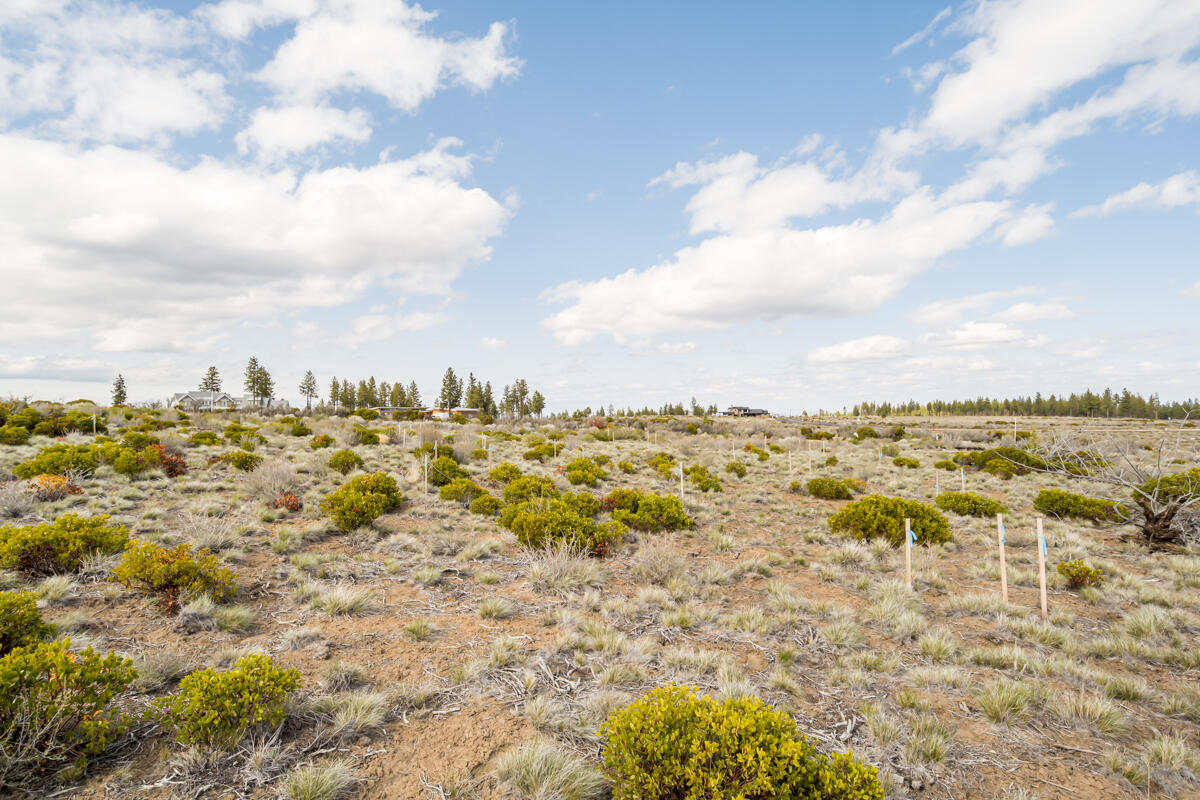 Tree Farm - Land