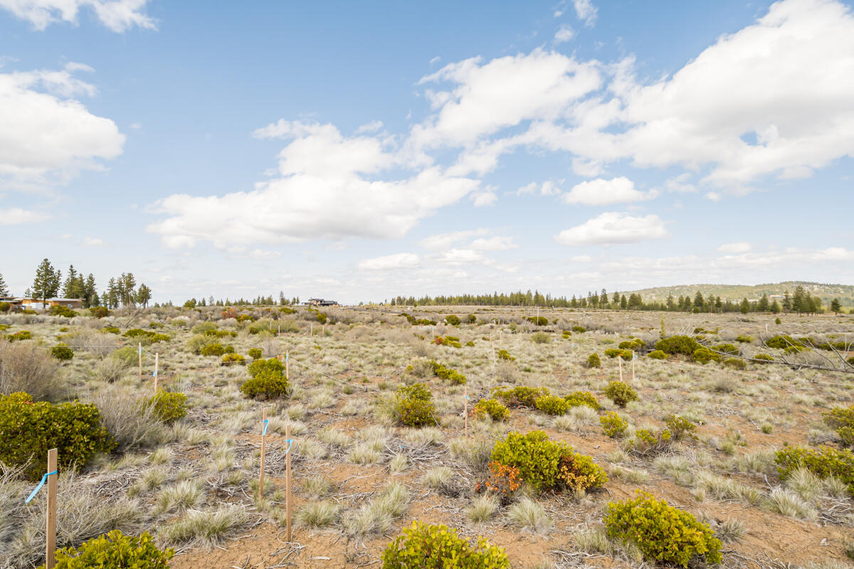 Tree Farm - Land