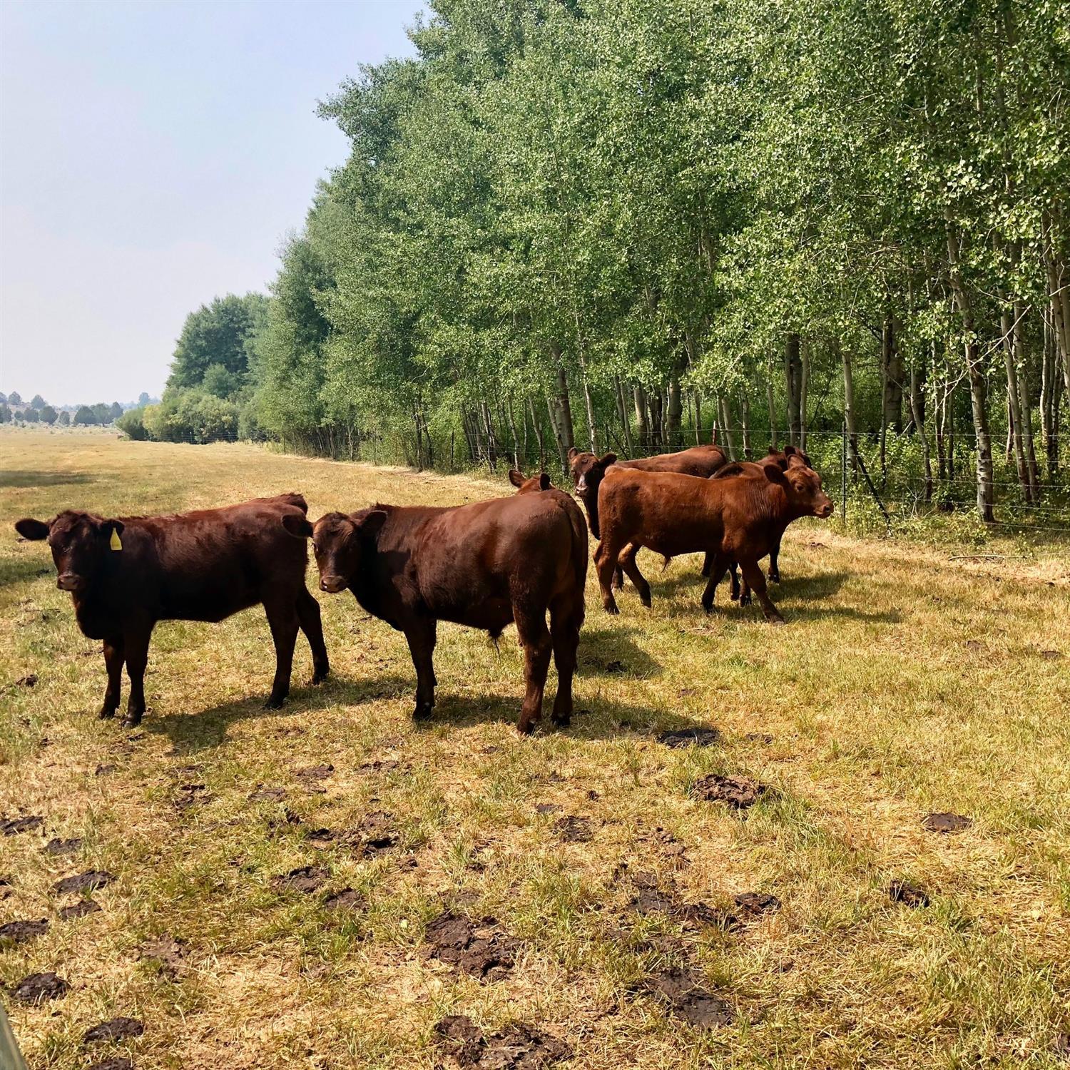 N/A - Farm