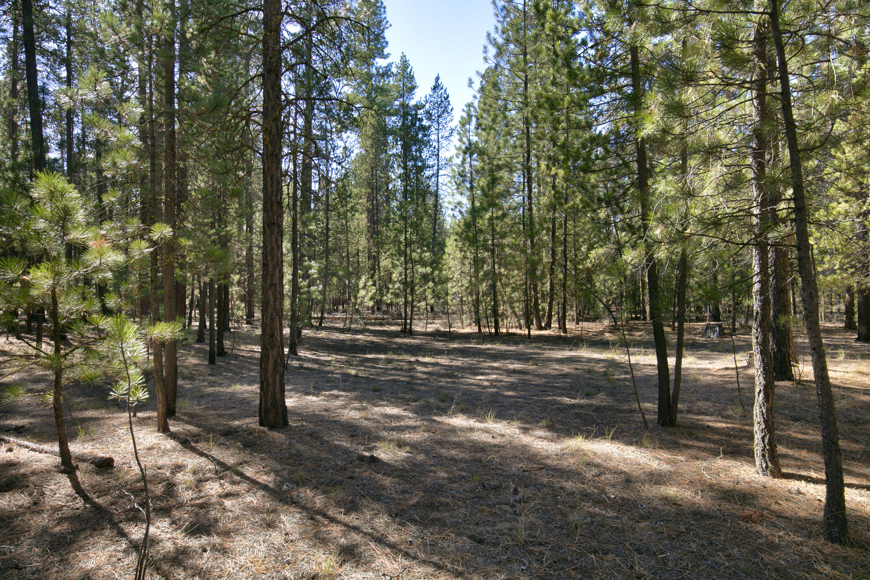 Ponderosa Pines - Land