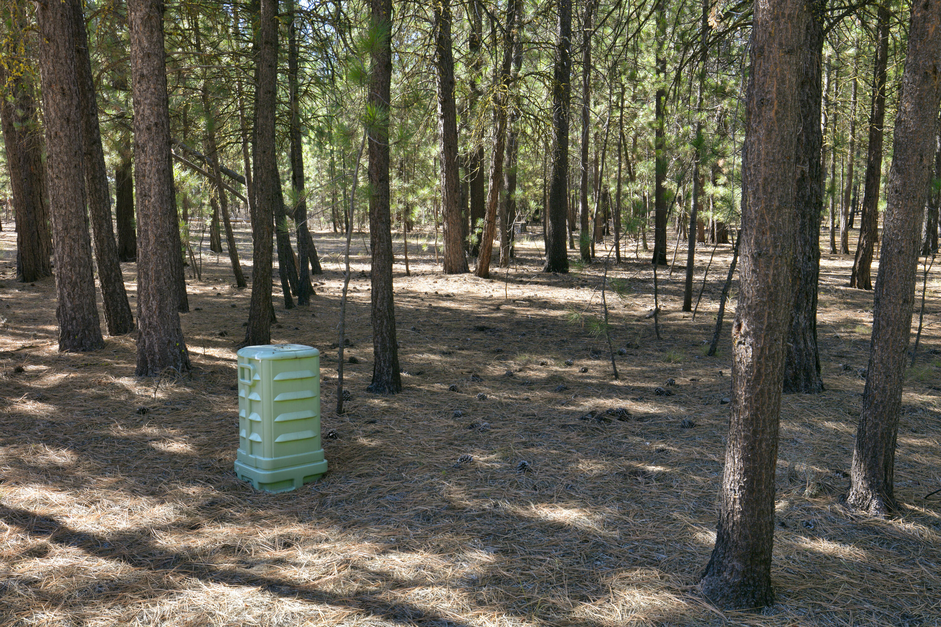 Ponderosa Pines - Land
