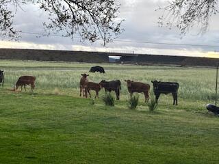 Madras - Farm