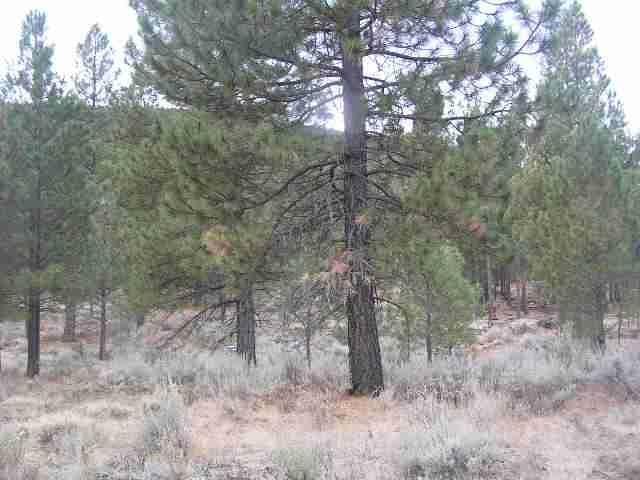 Here Is An Opportunity For A New Way Of Life Where You Can Hike The Hills, Snowmobile, 4 Wheel Or Horseback And Enjoy The Wild Life. There Are Several Trails And Roads Through The Property. Some Open Area Plus Heavily Wooded Up The Hill. About 1/2 Mile Frontage On Old Fort Rd. All On The West Side Of The Road. It Runs Approx. 4300 Feet Deep Nearly To The Top Of The Hill. Bruce Has Reviewed With Planning The Possibility Of Dividing The Property Into Two Parcels And Obtain Two Building Permits.There Is An Existing Building Site Up Behind The Barn. There Is A Well At That Site And A Vault That Must Be Pumped From Time To Time For Septic. Adkins Surveying Has Mapped The Property And The Seller Has Marked The Approx. Front Corners With Red Tape. One Is Wrapped Around A Tree Back Toward Town From The Gate And The Other Is Beyond The Gate At The Next Power Pole. Ask Bruce D About The Possibility Of Dividing Etc. The Property Was Logged About 20 Years Ago But Still Heavily Wooded Back Off T