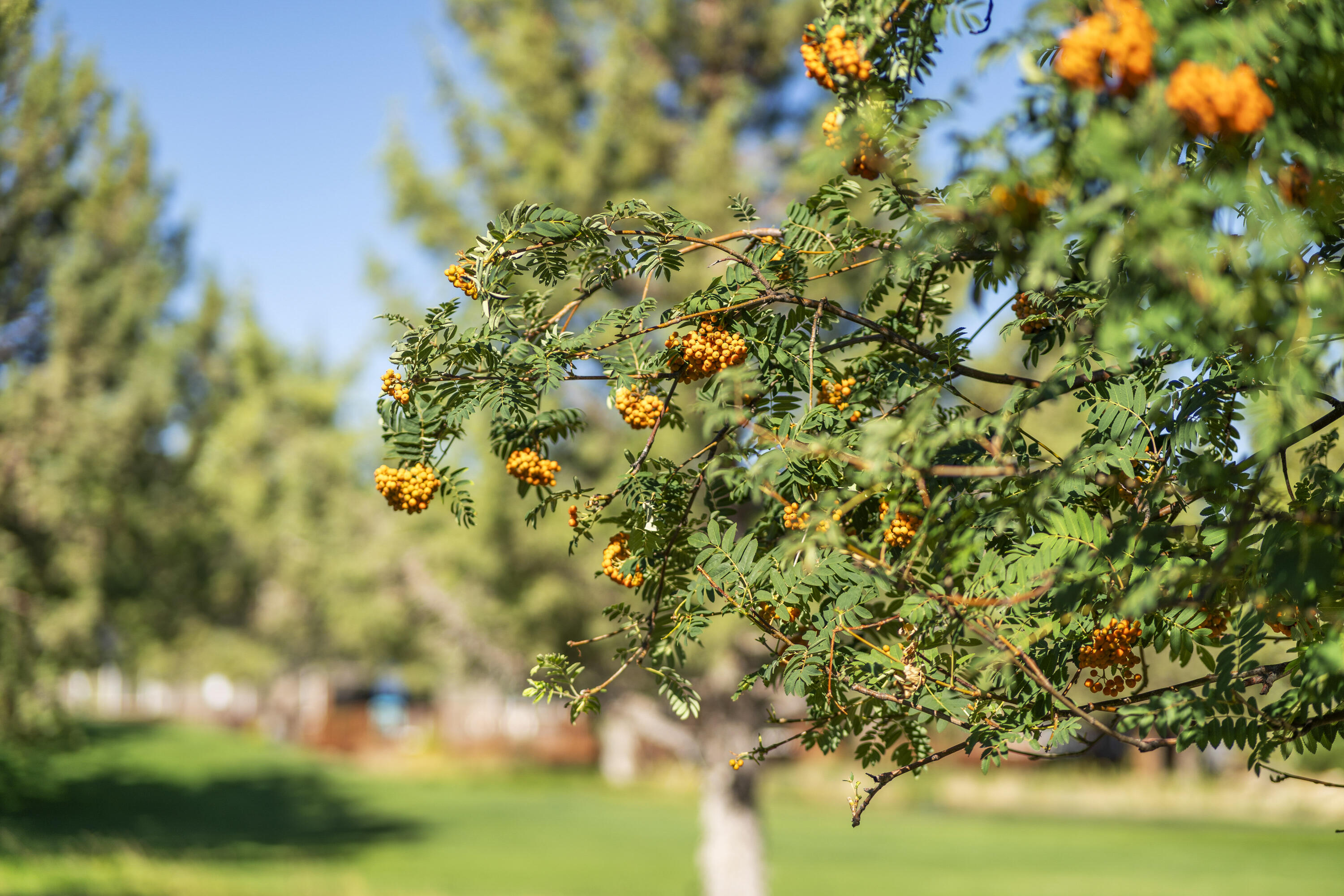 Eagle Crest - Residential