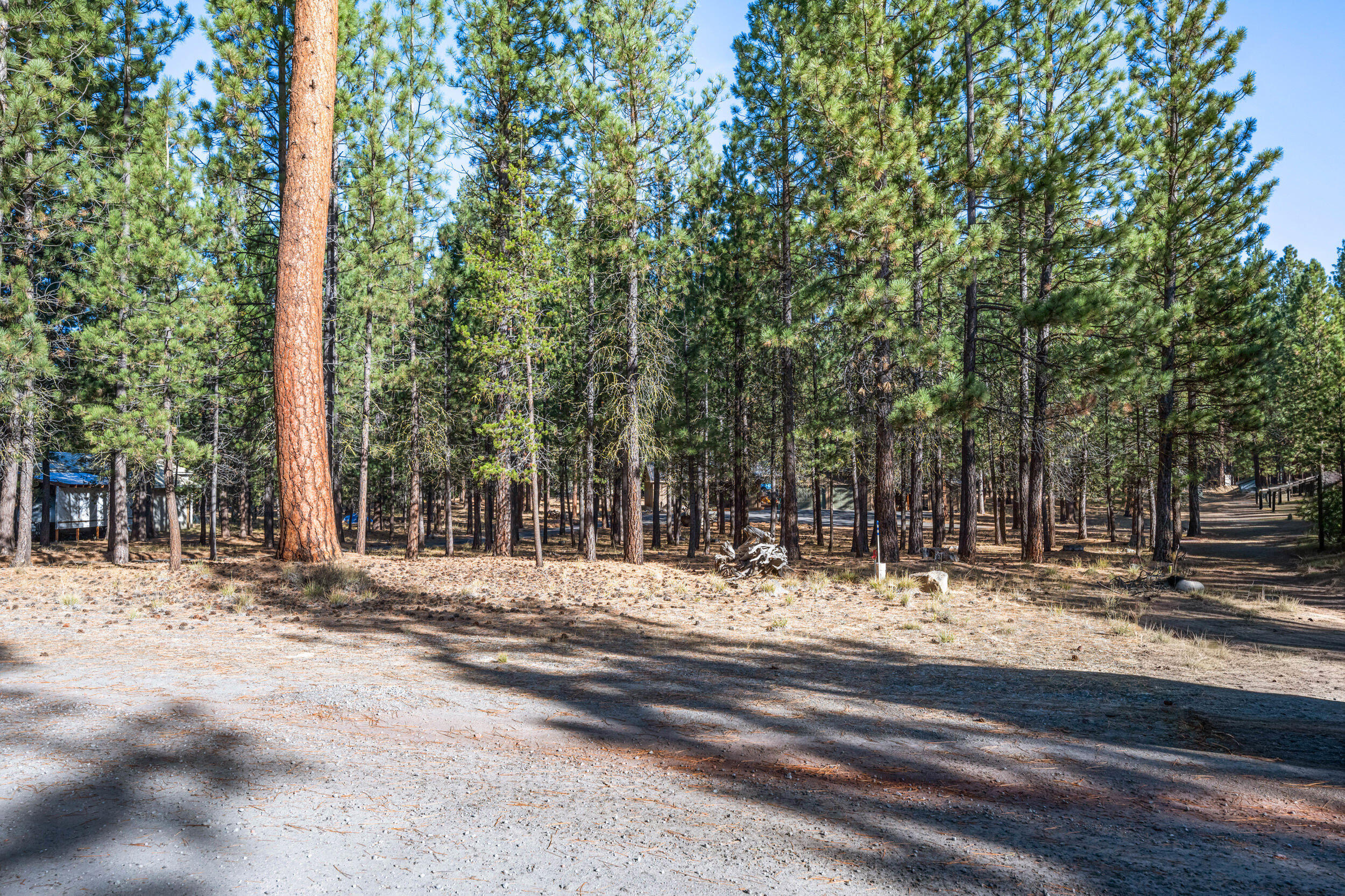 Ponderosa Pines - Residential