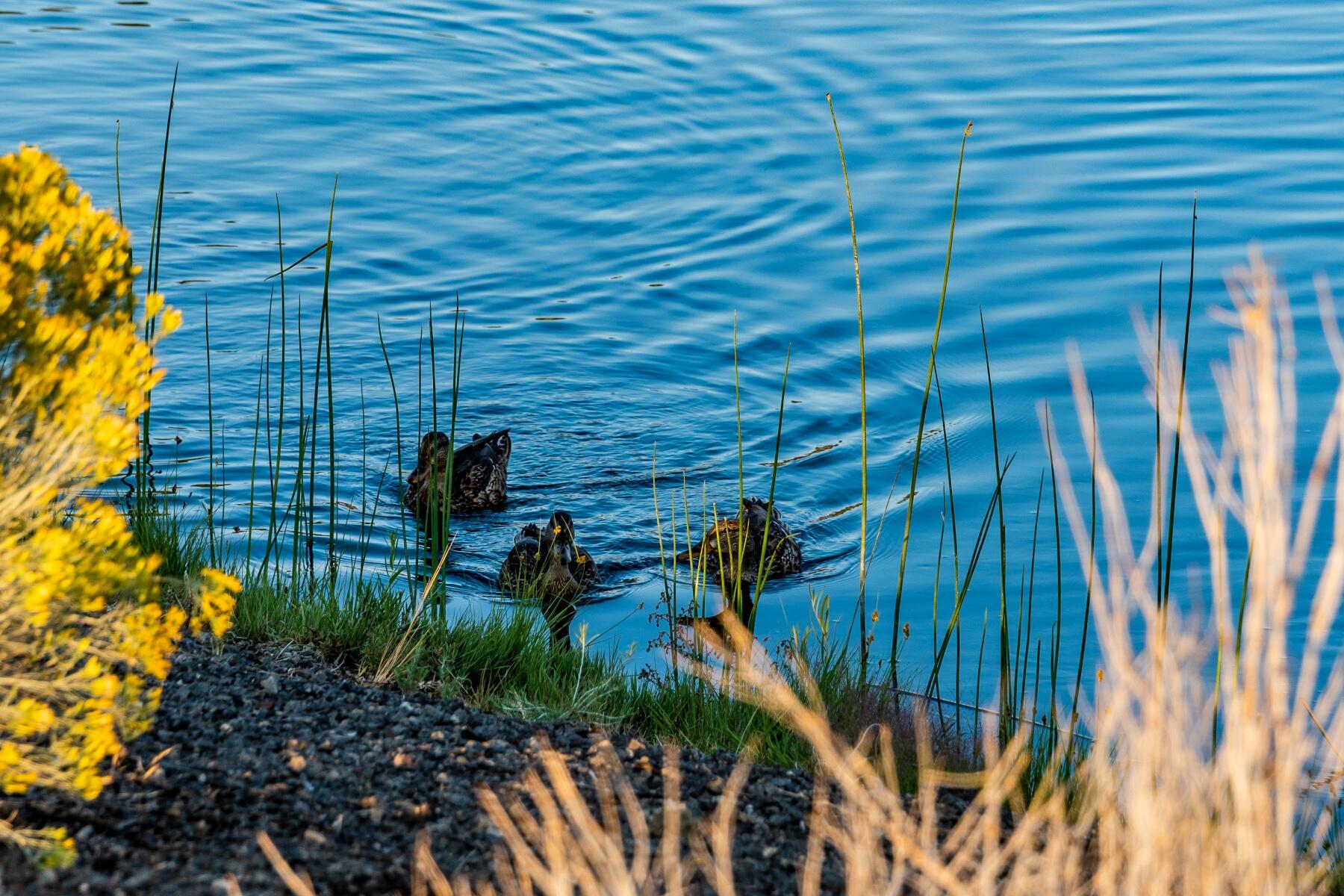 Pronghorn - Land