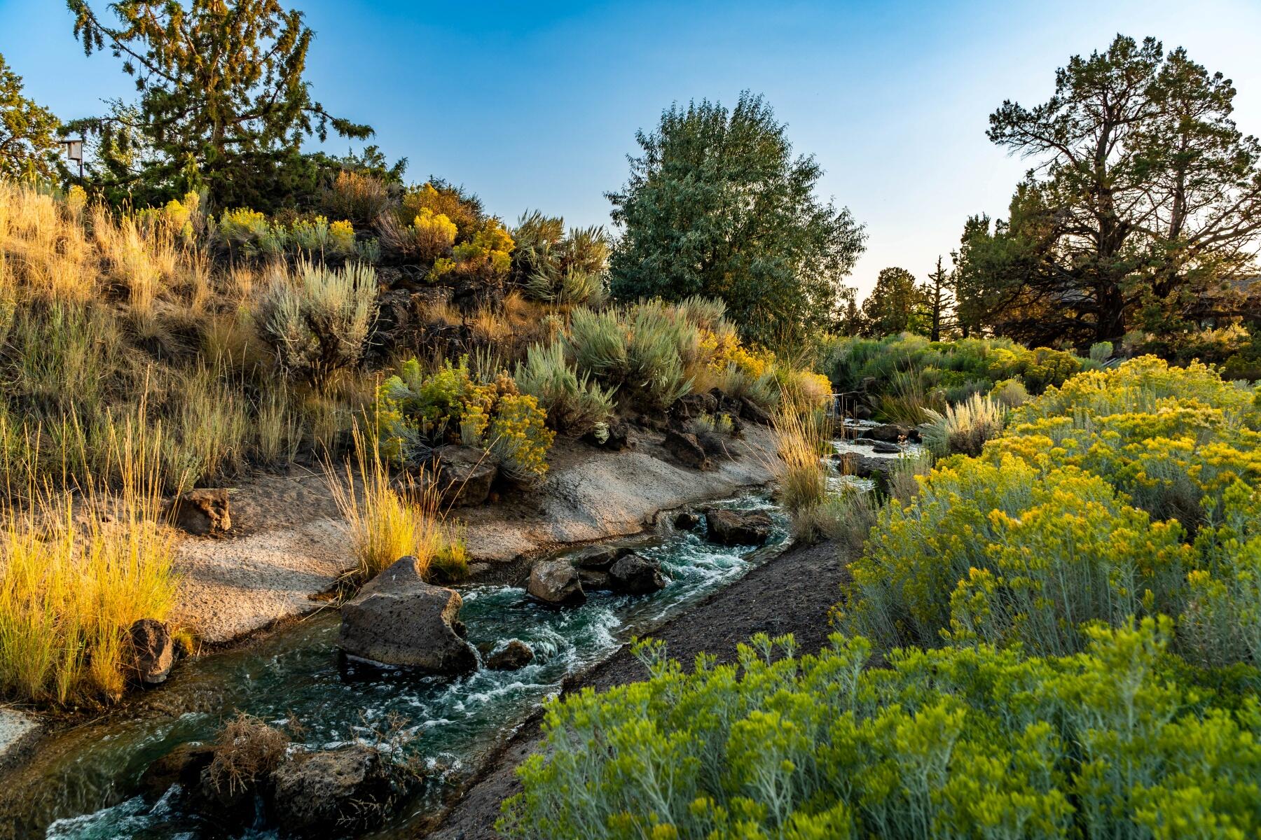 Pronghorn - Land