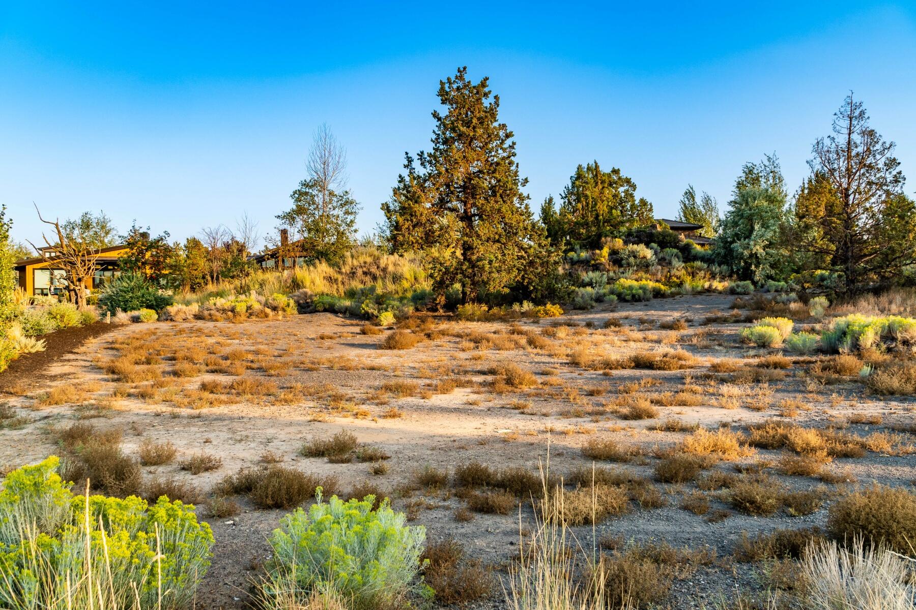 Pronghorn - Land