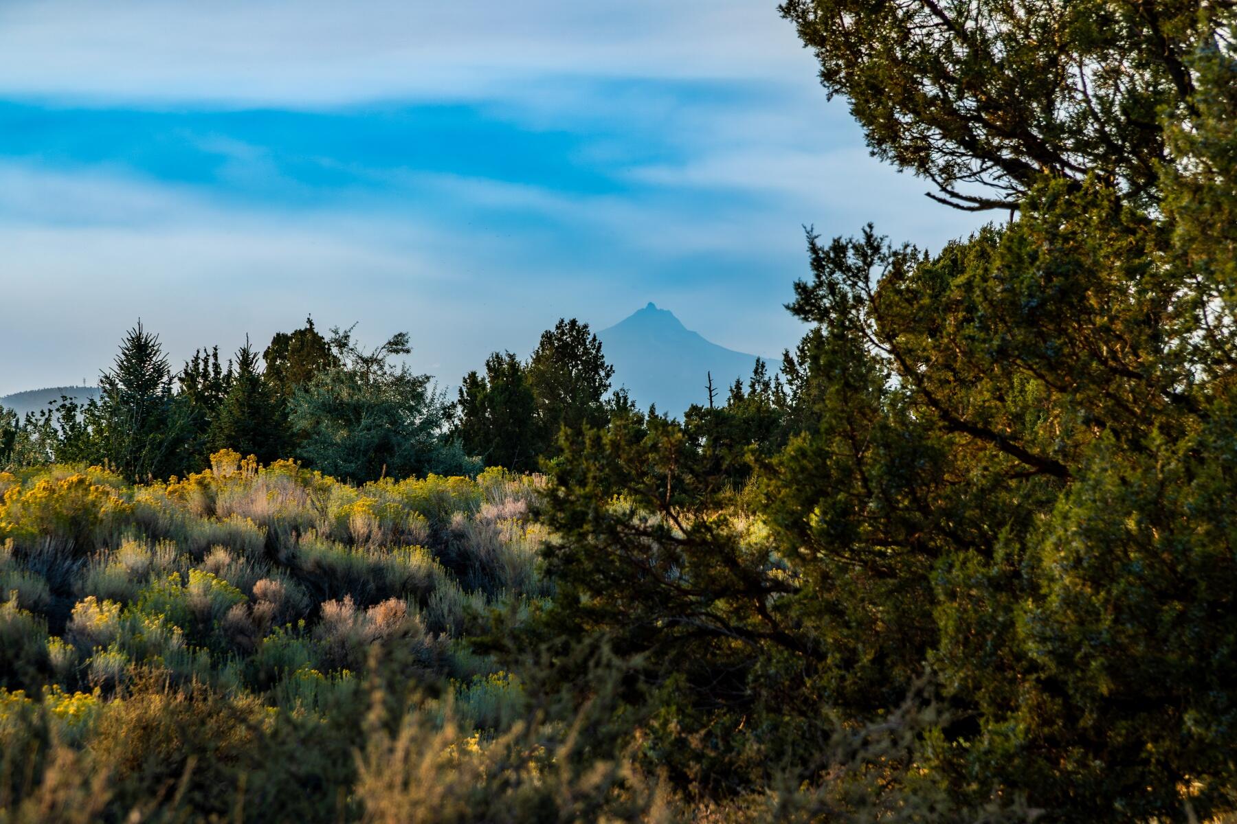 Pronghorn - Land