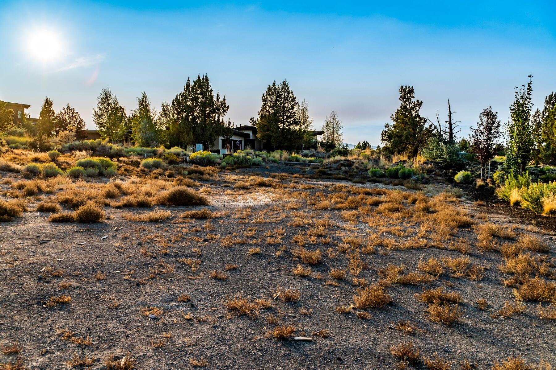 Pronghorn - Land