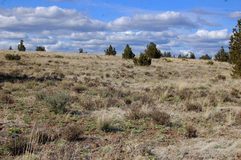 Ochoco Land + Livest - Land