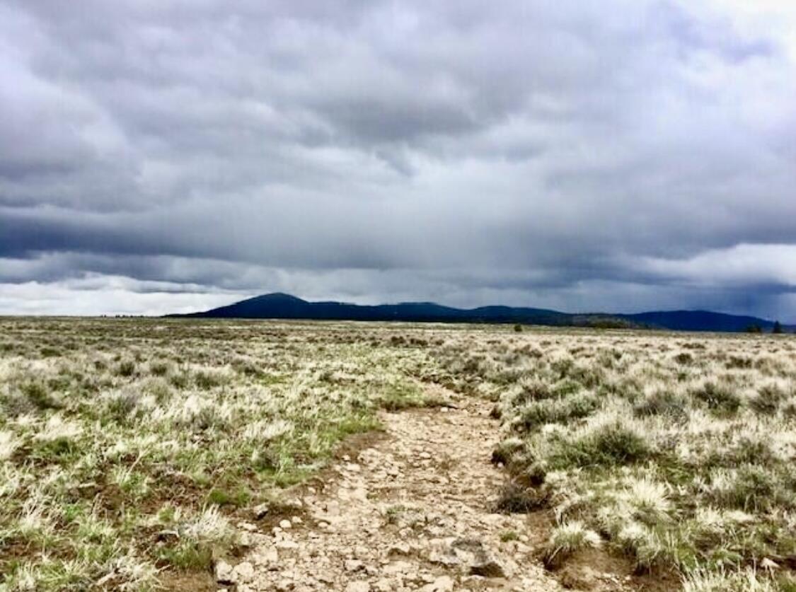 Oregon Pines - Land