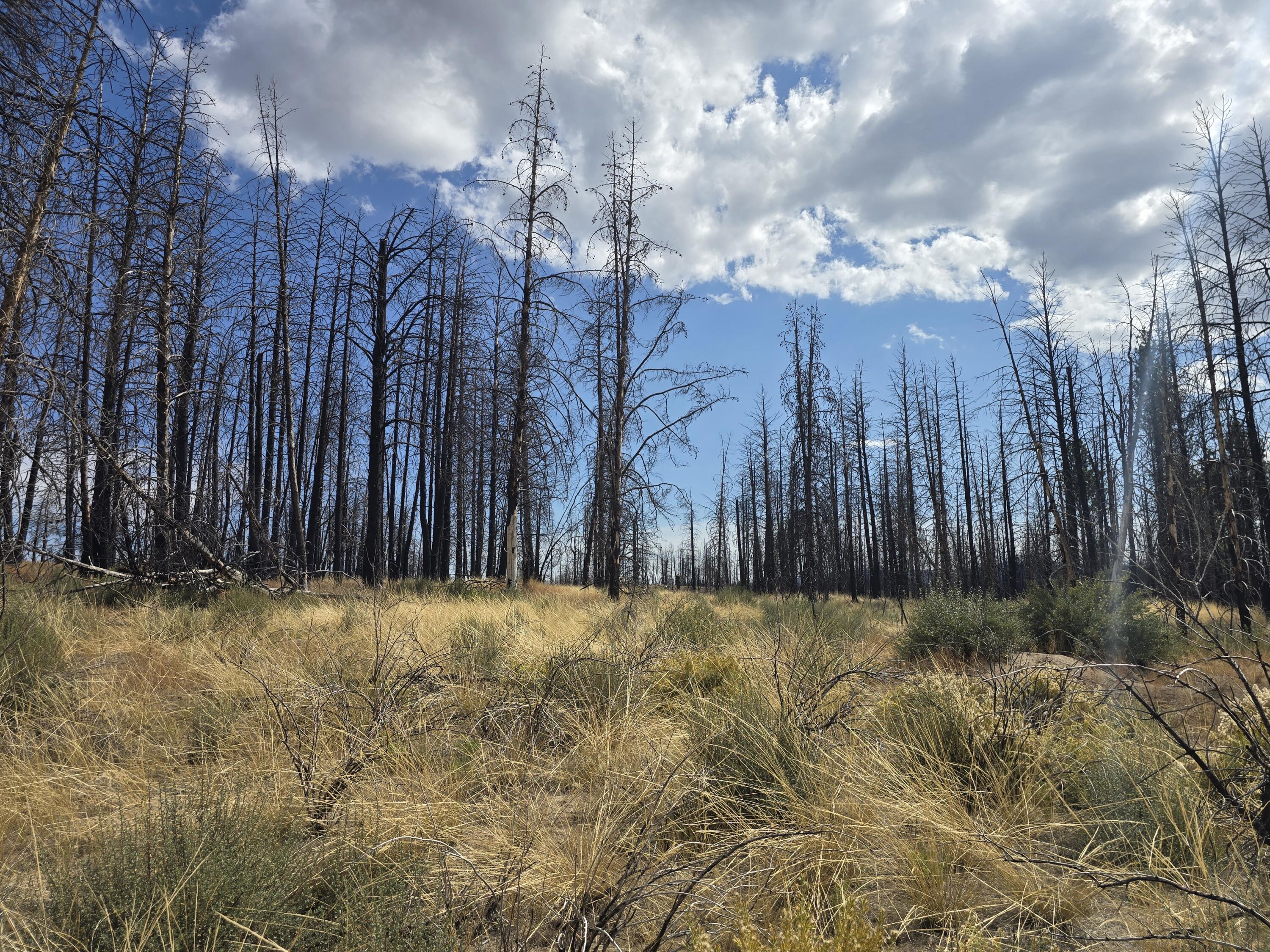 This beautiful 9.86-acre parcel is relatively flat and adorned with many mature trees, as well as a sizable grassy area filled with native vegetation. Access is via dirt and gravel roads. The property is conveniently located just minutes from the Sycan River, national forest lands, and excellent fishing spots. Located in a subdivision that is surrounded by nearly 50,000 acres of public forest land, it offers endless opportunities for outdoor activities such as hunting, fishing, camping, hiking, and Horseback/ATV Riding. This is the perfect location for outdoors enthusiasts to enjoy the serenity of nature.