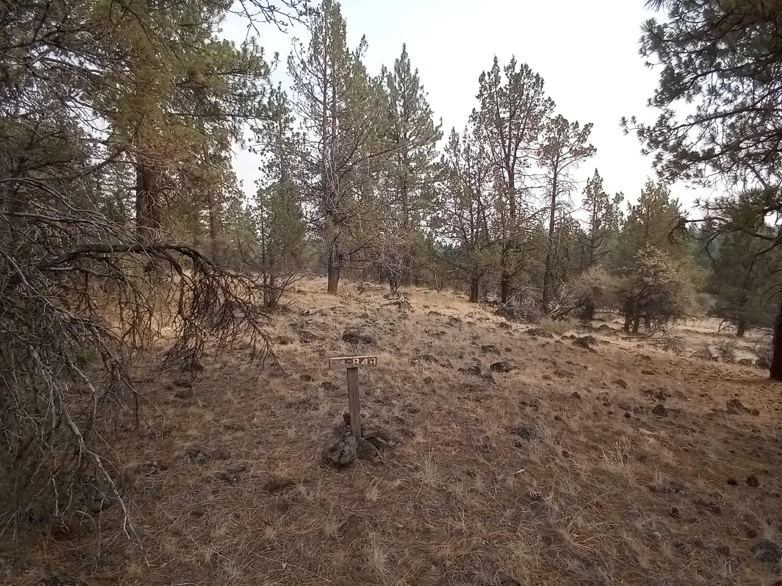 Tucked away in the pines of Bonanza is this nice 2.2 acre lot that already has standard septic approval on file.  You can see where the owners a few years back started to clear an area to build.  Not too far up the road from the main roadway with established homes nearby.  Easy to find.