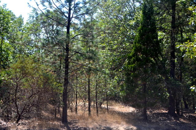 Build your dream home,. Great location within 15 mins of downtown Grants Pass. Over 2.5 acres, with  some mature trees is a perfect place. Lot feature well and septic installed. Records on file. Don't miss this one.