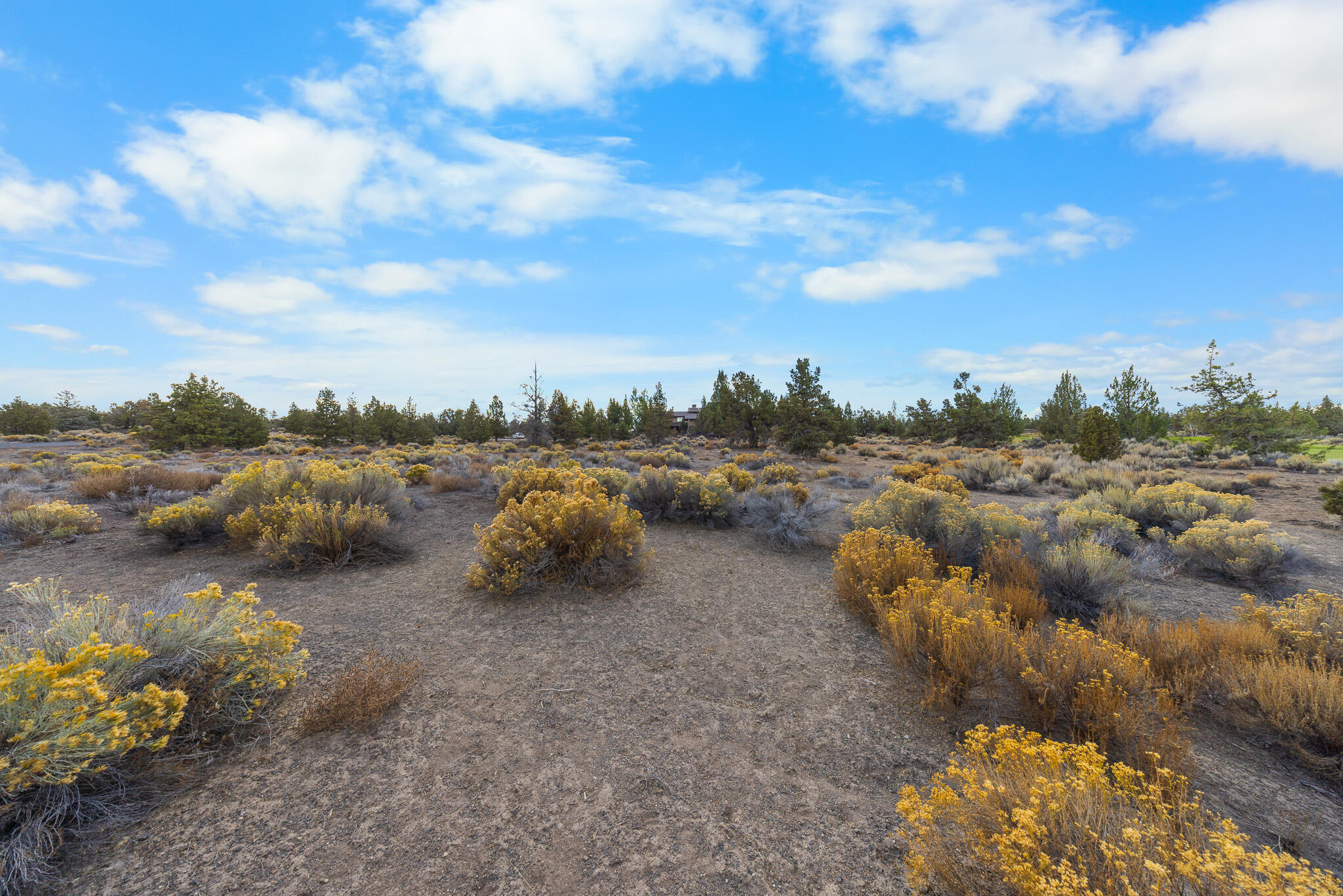 Pronghorn - Land