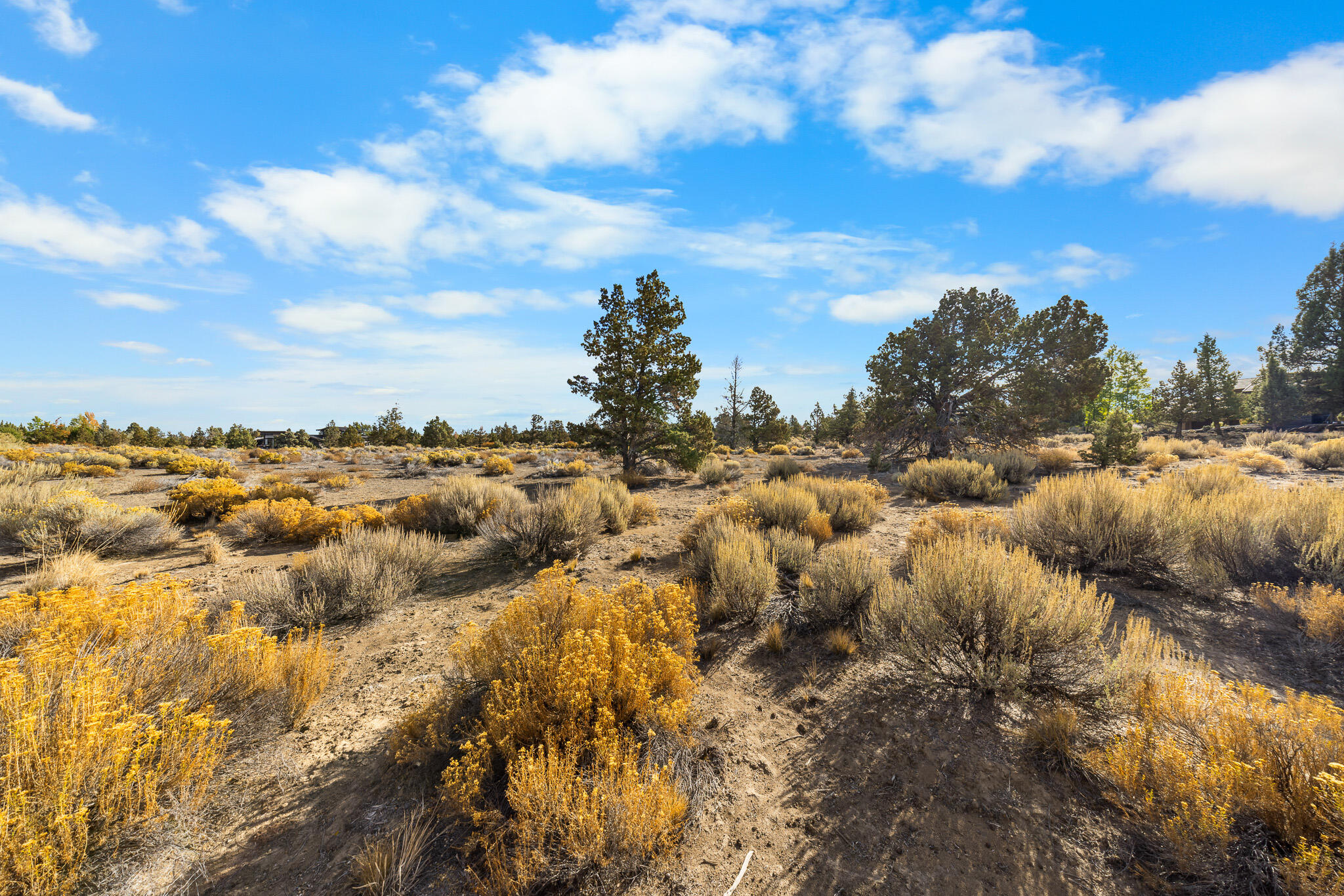 Pronghorn - Land
