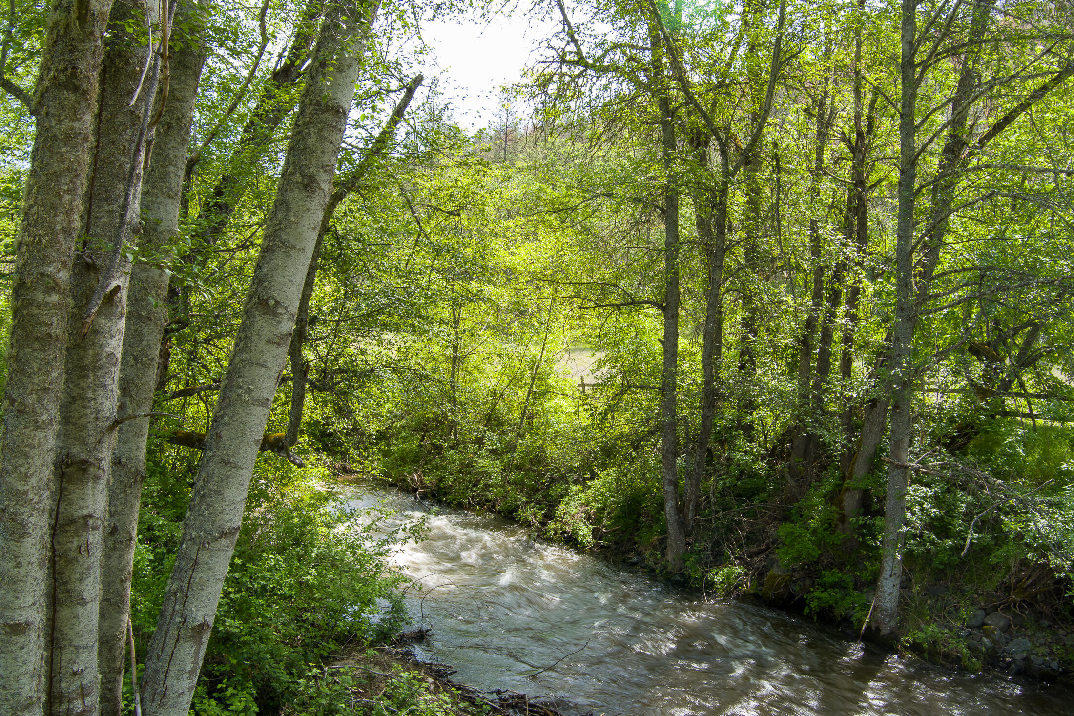 Located in the beautiful Applegate Valley, these 164+ acres feature 18.5 acres of irrigation rights, over 1,700ft of Little Applegate River frontage, and stunning mountain views. The private mountainside borders BLM and is perfect for hiking, ATV's and horseback riding. The home has 3 bedrooms, 2 ½ bathrooms, an open concept living area, and an attached garage. Upgrades include a new roof, a porch re-build, and brand-new flooring throughout the entire home. Historic downtown Jacksonville and the gorgeous Applegate Lake are both only a 30-minute drive from your front door. Don't miss out on the opportunity to own a large piece of this stunning countryside.