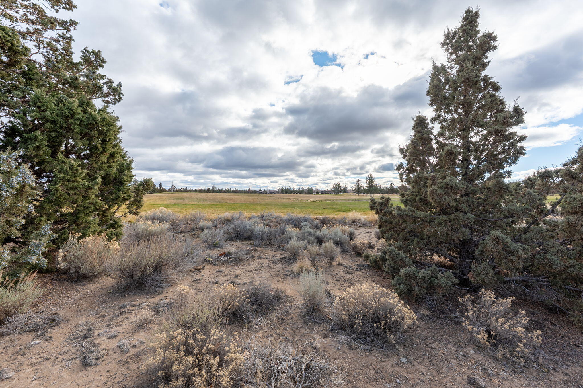 Pronghorn - Land