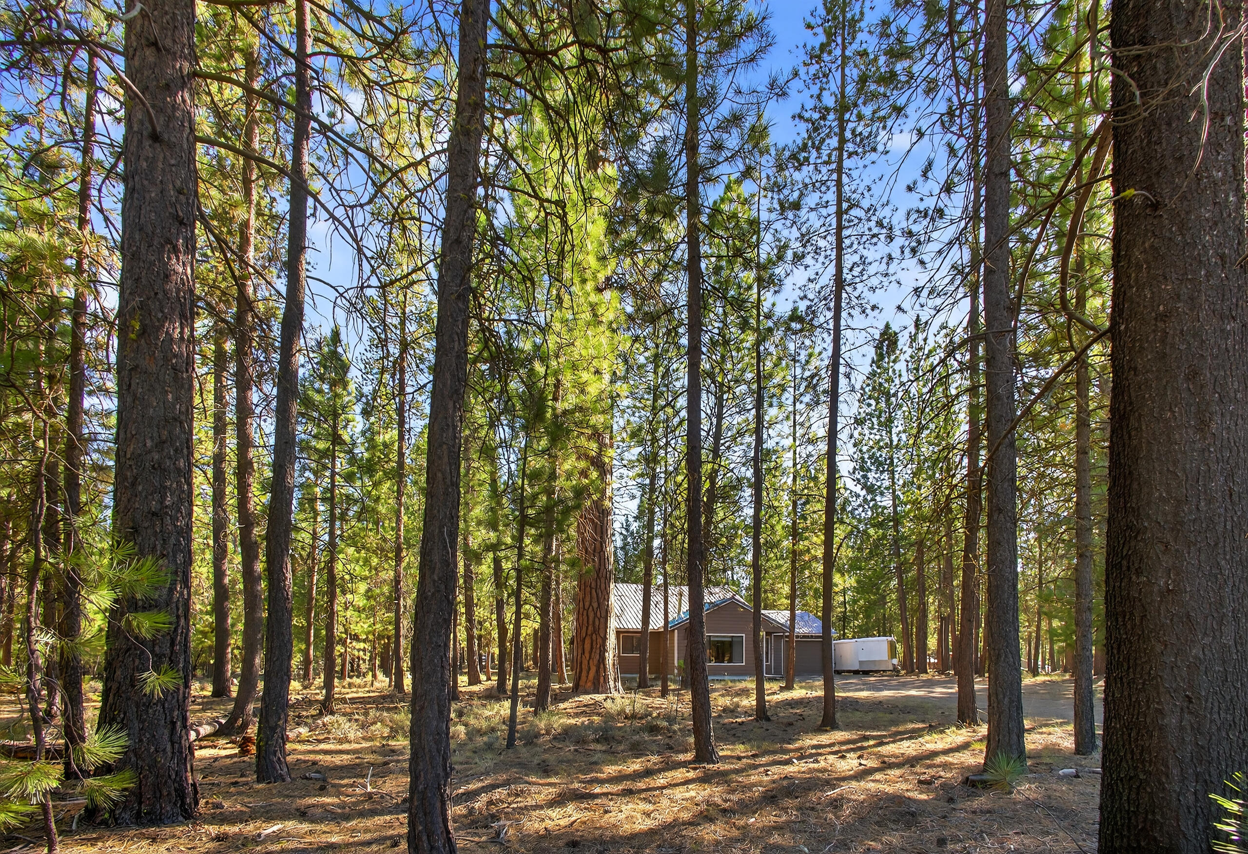 Ponderosa Pines - Residential