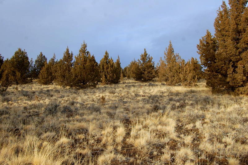 Ochoco Land + Livest - Land