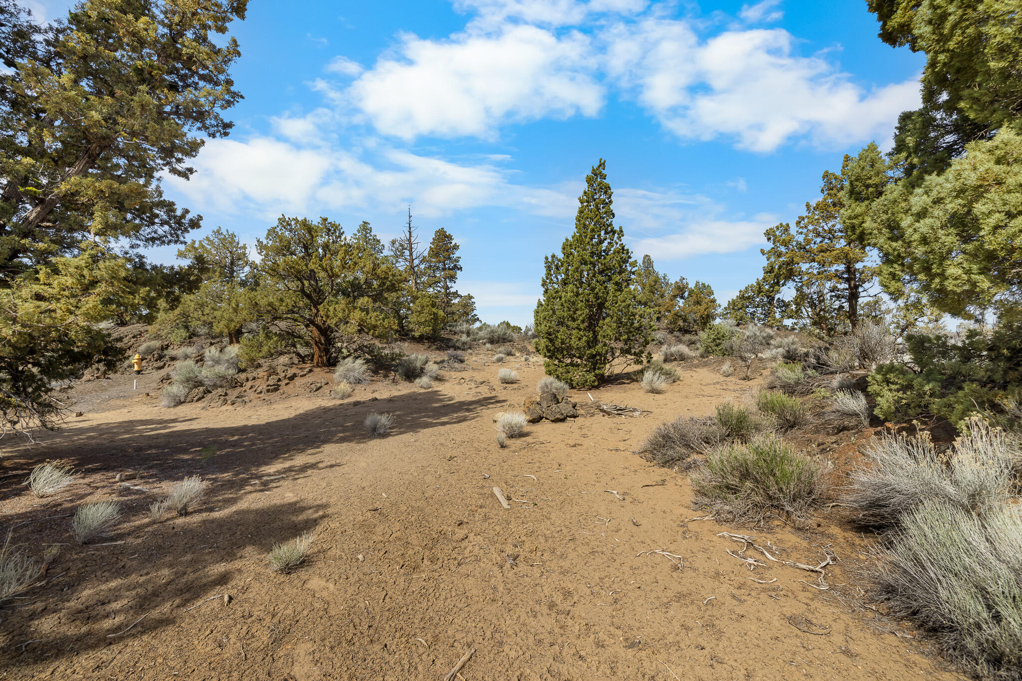 Pronghorn - Land