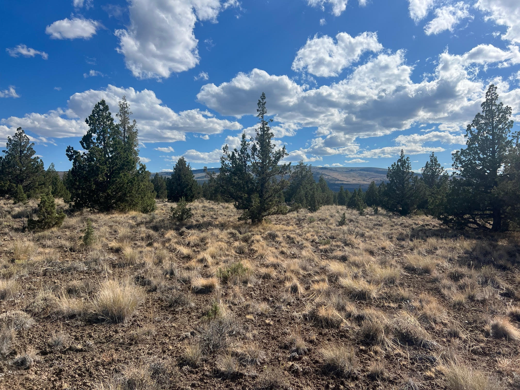 Juniper Acres - Land