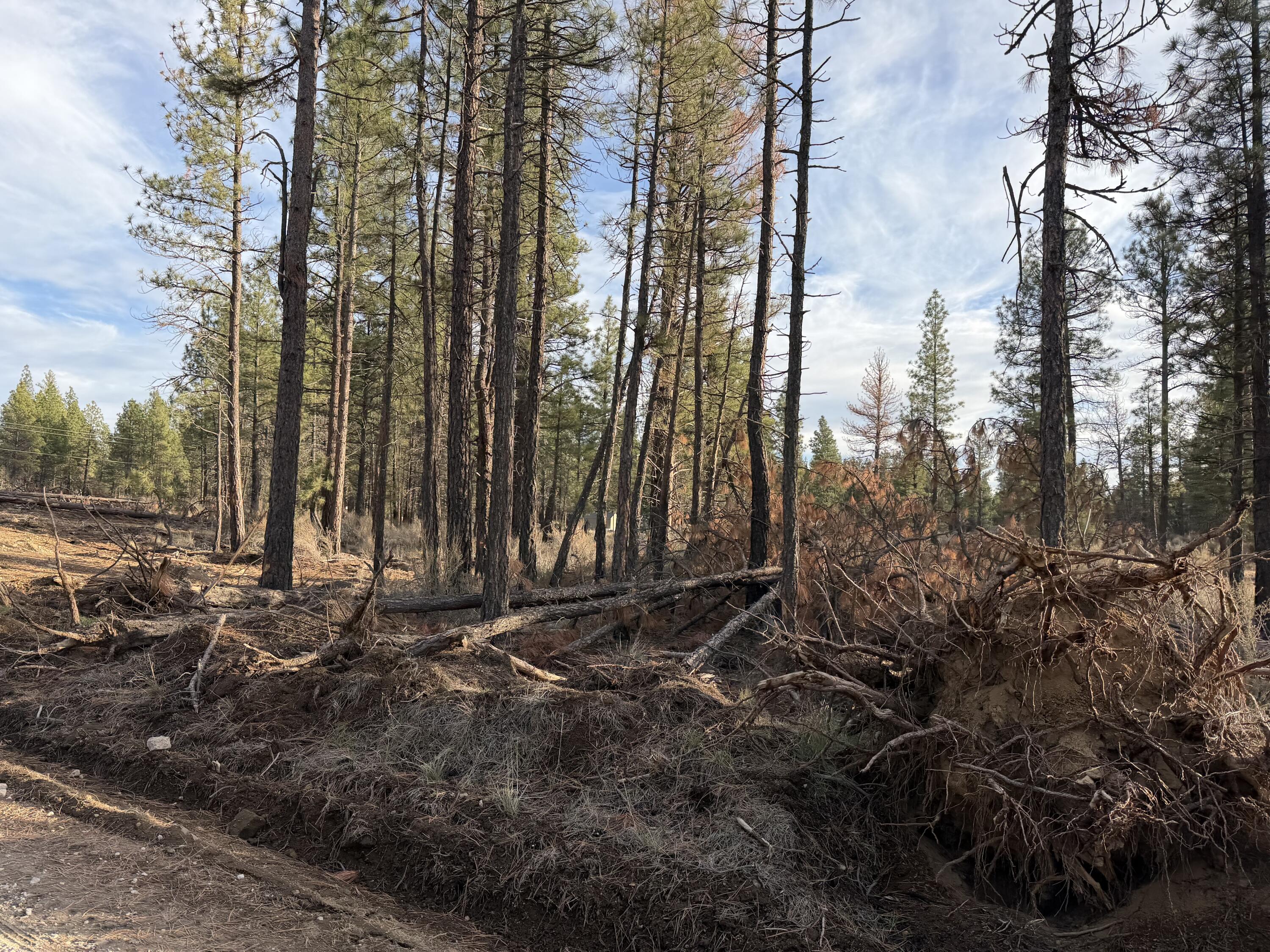 Klamath Forest Estates -First Addition - Land