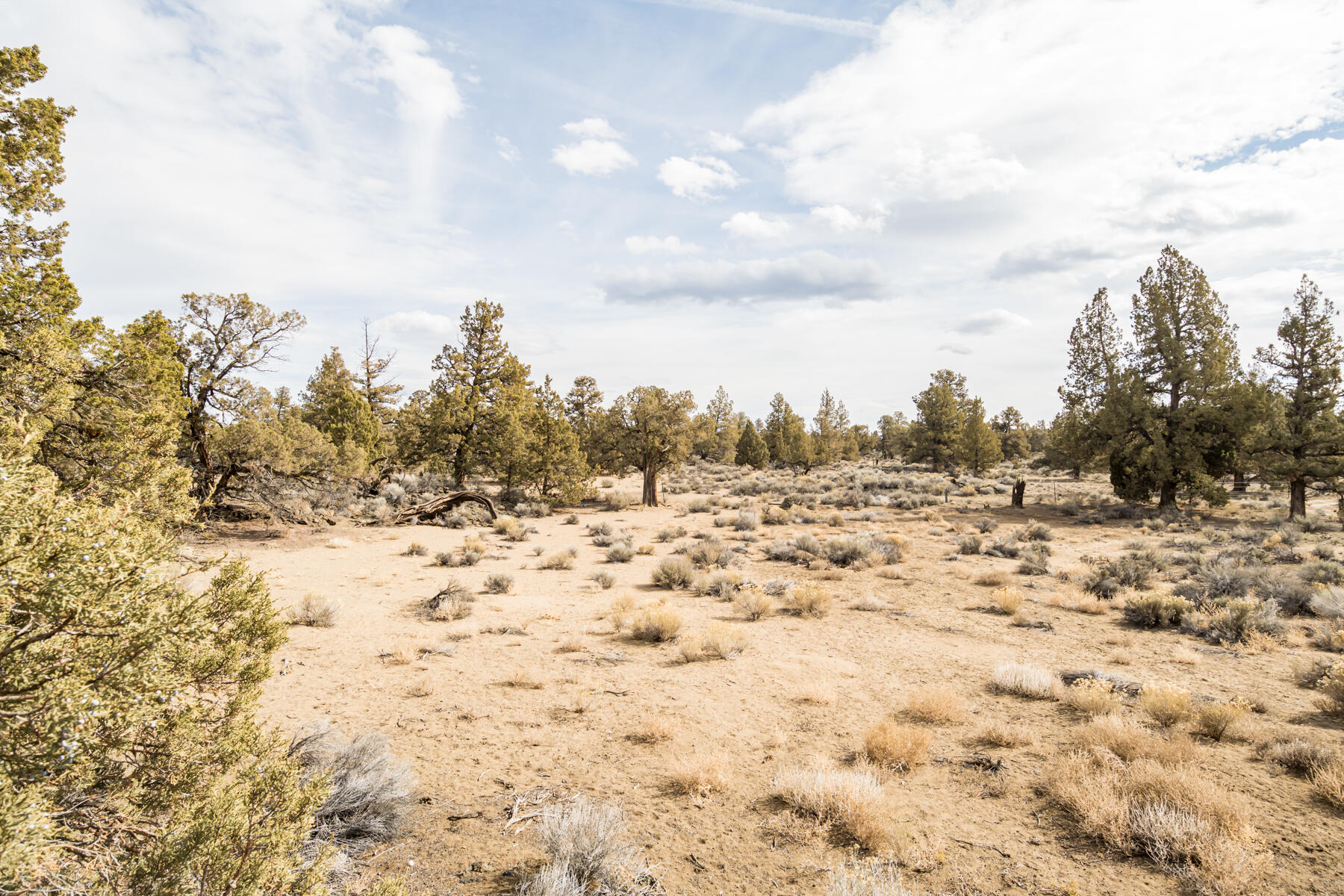 Pronghorn - Land
