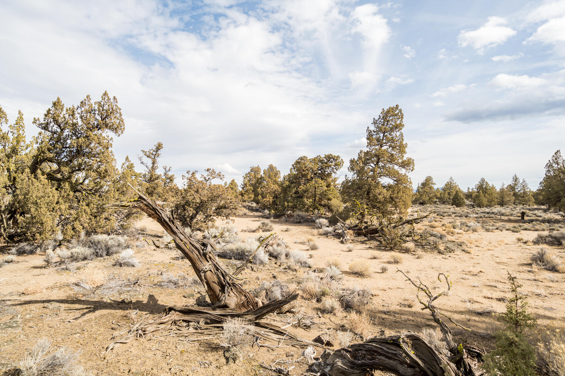 Pronghorn - Land