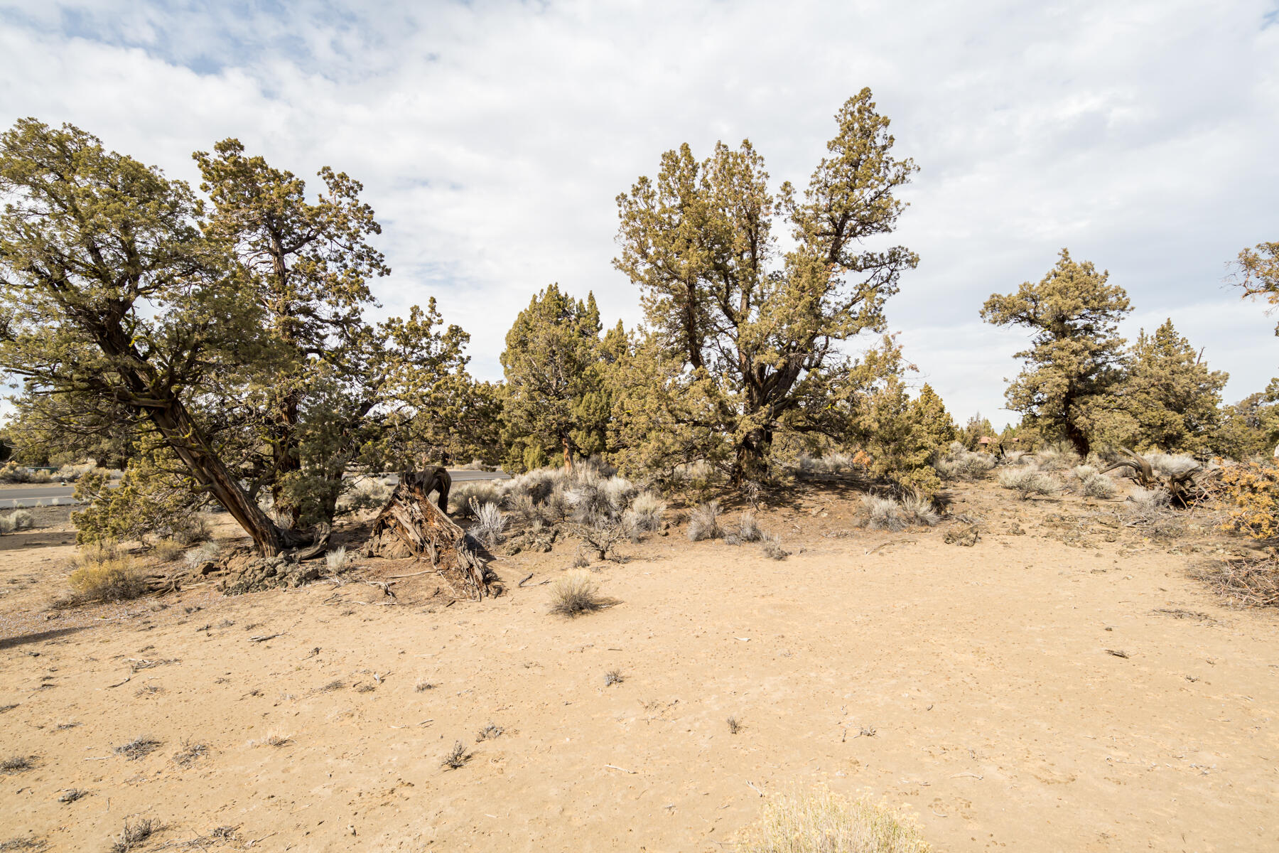 Pronghorn - Land