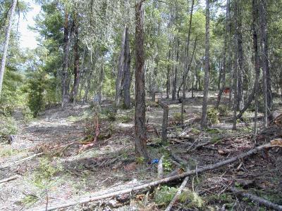 5 beautiful acres, near Applegate Lake. The property is West facing property and is tucked up in the Pines, Oak and mature Madrone, overlooking the Applegate River Valley. Build your home in the filtered forest or clear for the homesite. The proposed homesite is perfectly situated back above the Road offering incredible views and privacy. Also included is a private Tax Lot 800 representing a 1/13 share, 1 acre recreation river front lot for fishing, swimming, barbeques, etc. Seller will carry a contract.